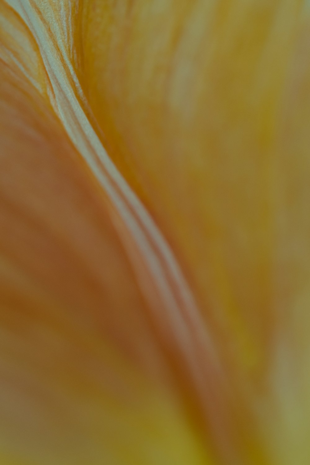 a close up view of a yellow flower