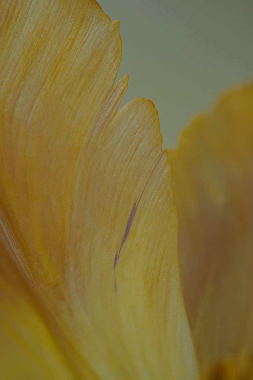 a close up view of a yellow flower