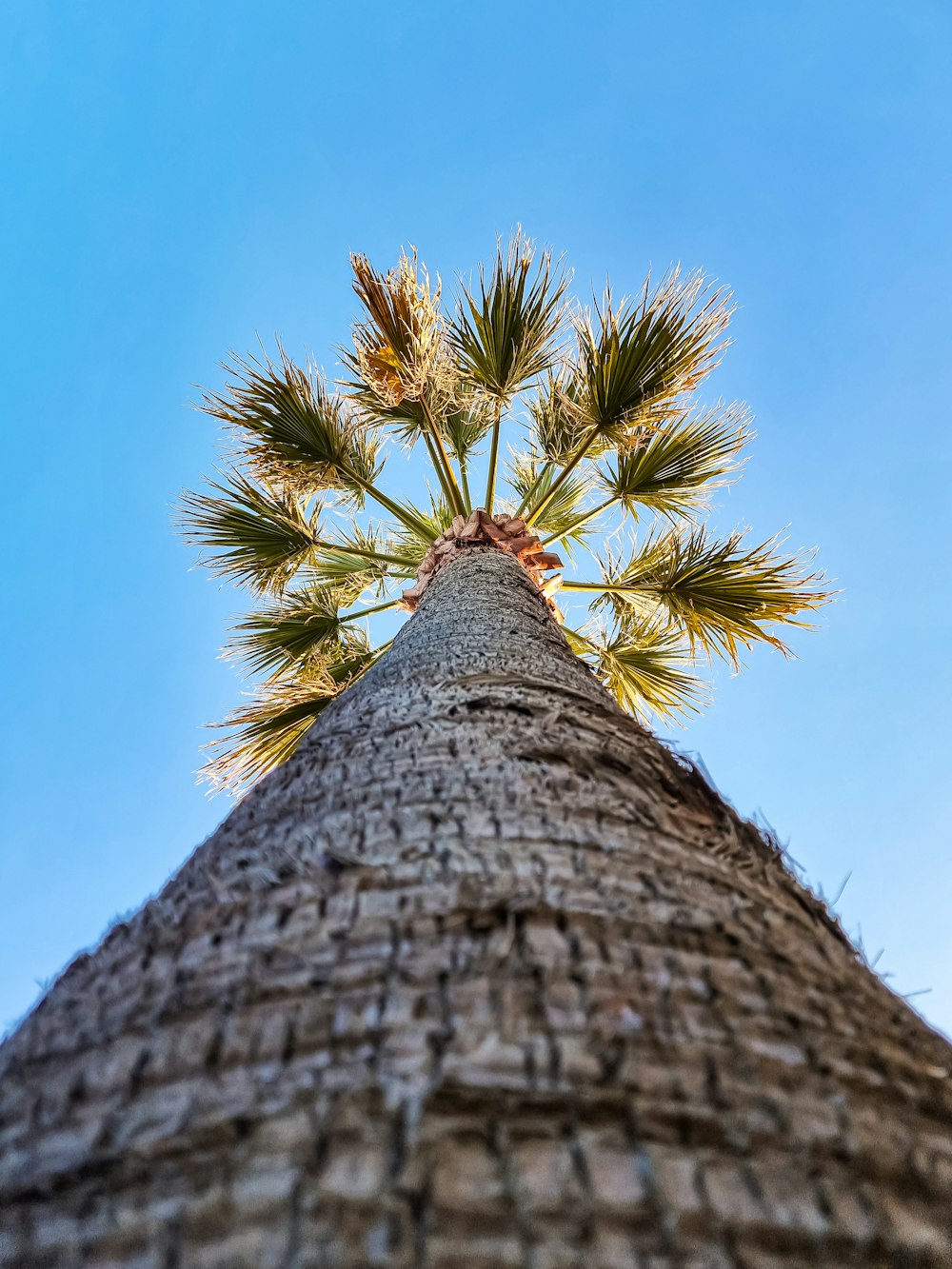 the top of a tall palm tree with a blue sky in the background