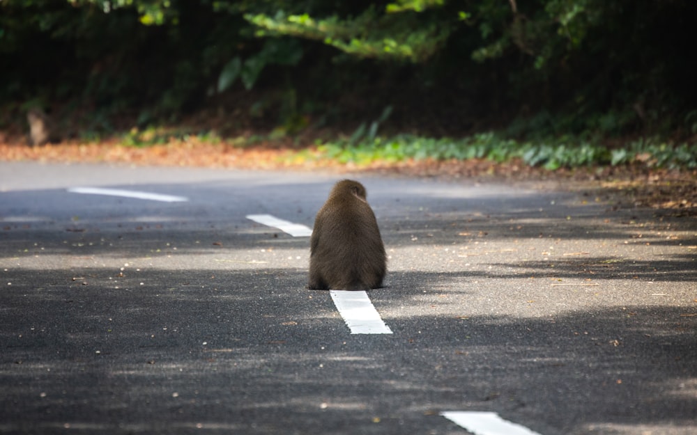 a brown bear sitting on the side of a road