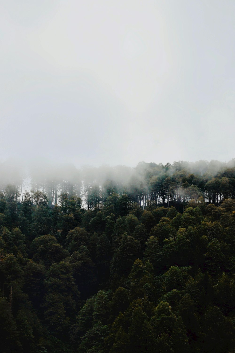a foggy forest with trees on a hill