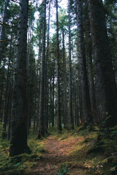 A dense forest trail lined with towering ancient trees and dappled sunlight.