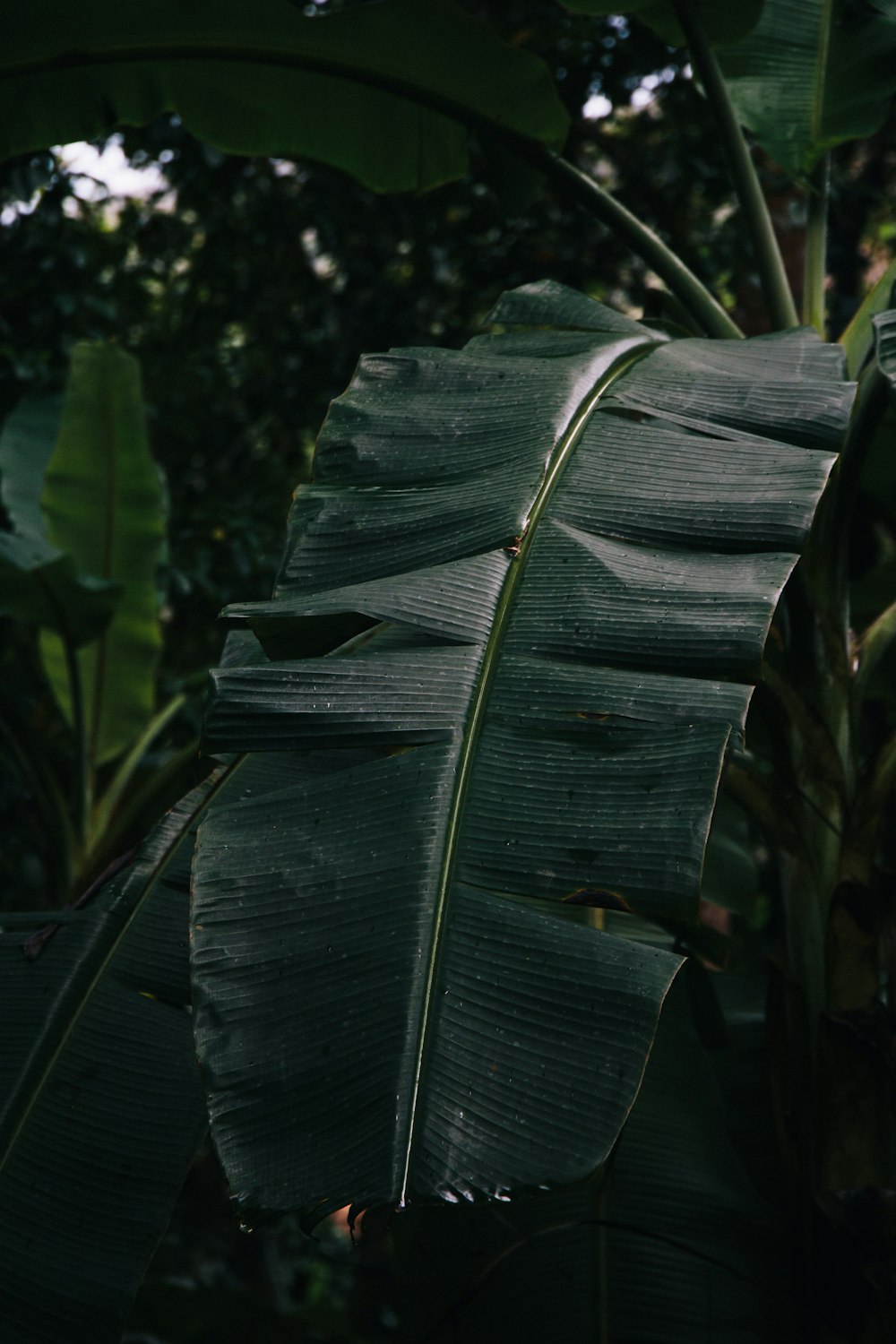 a large green leaf in the middle of a forest