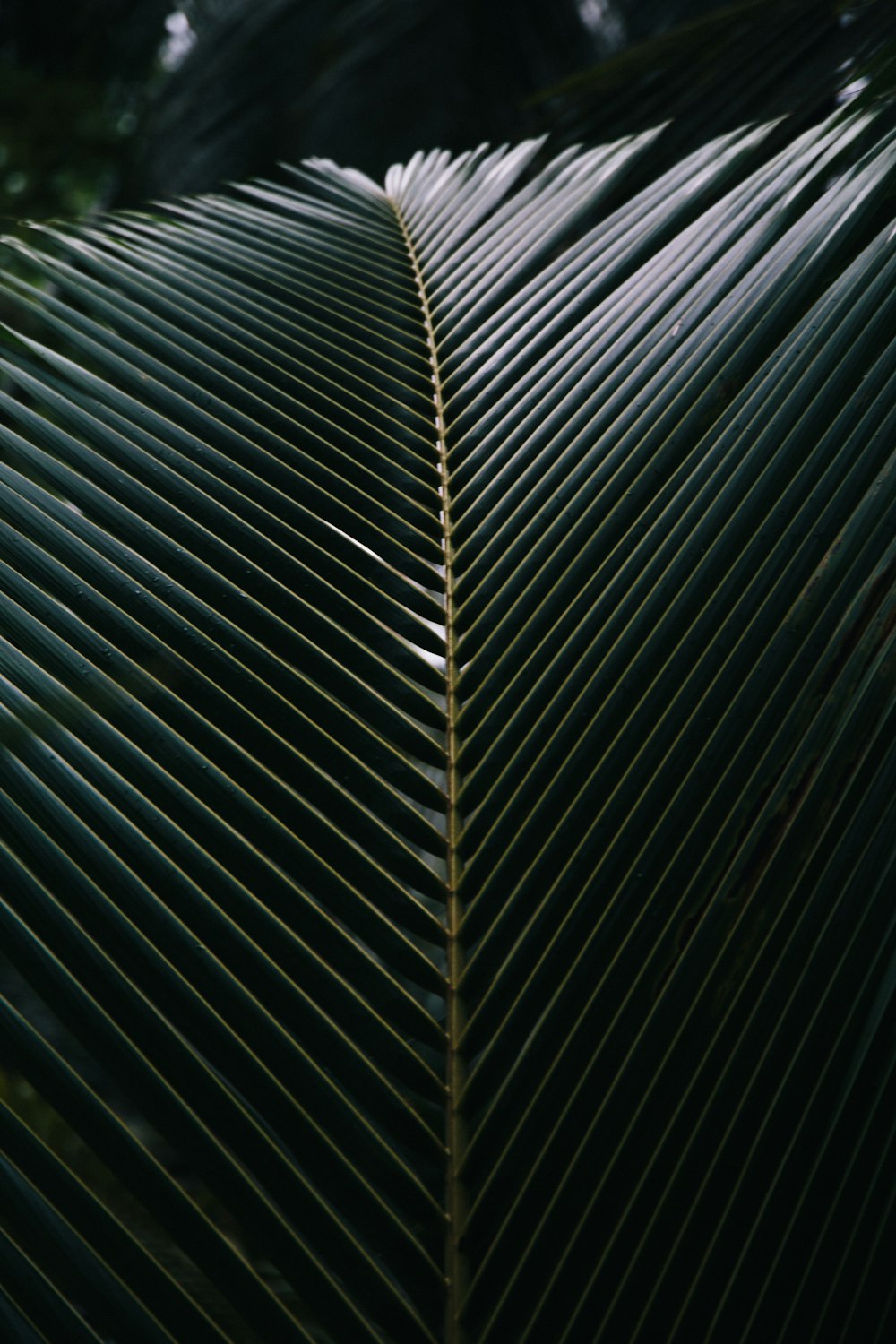 a close up of a palm leaf with a blurry background
