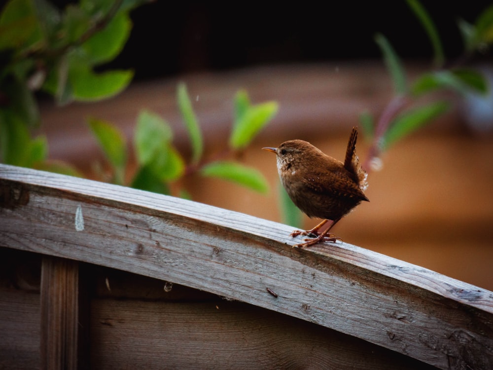 a small brown bird perched on a wooden rail