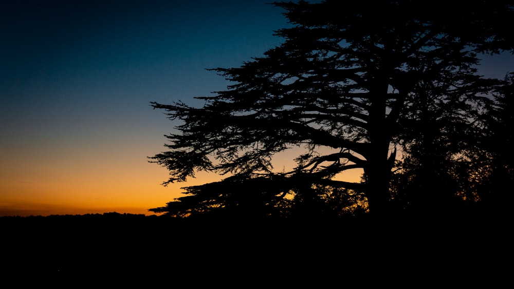 a silhouette of a tree against a sunset