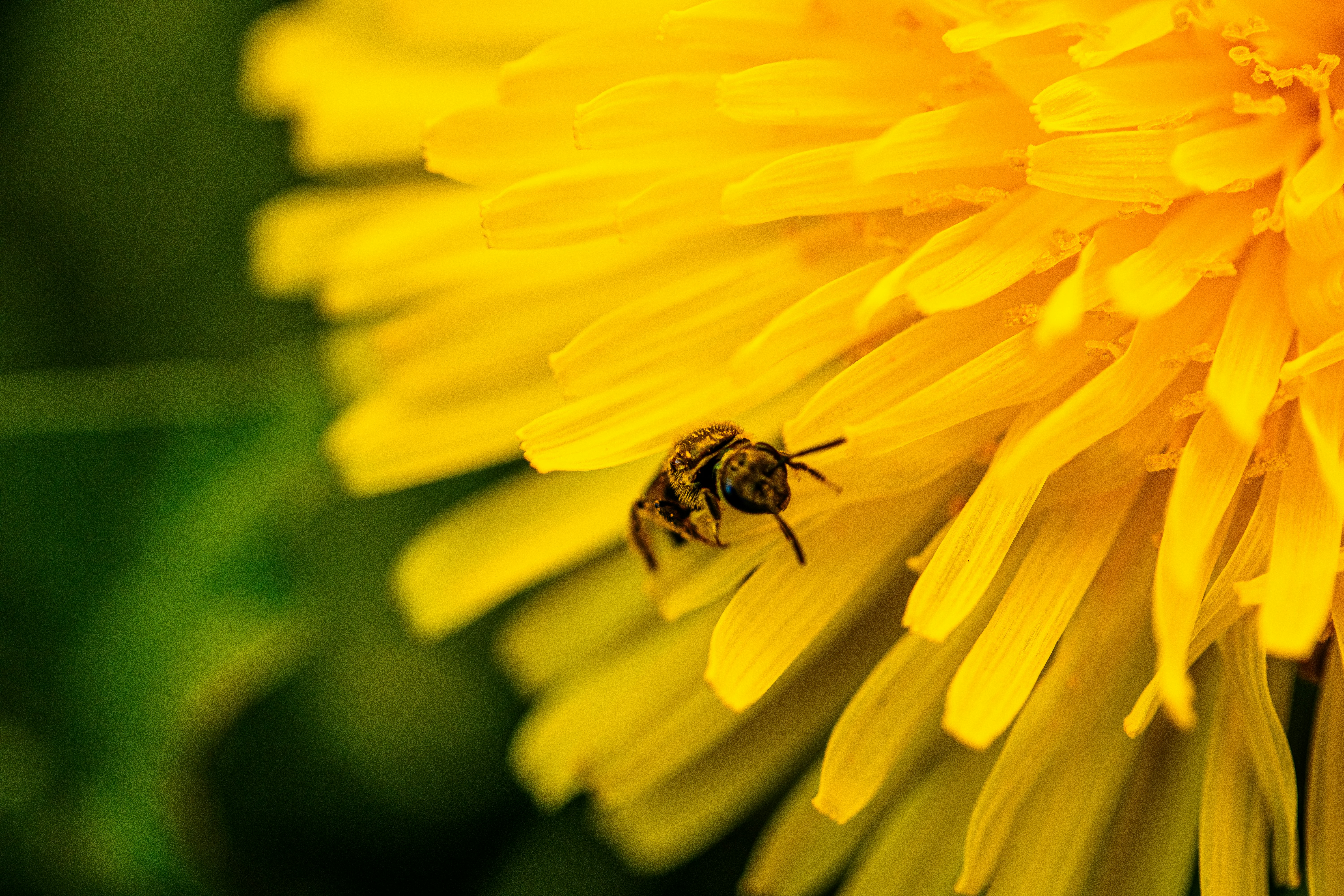 Veteran Reviewing VA Mortgage Pre-Approval Documents