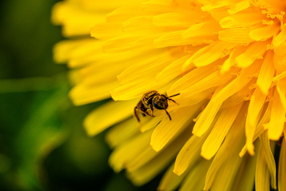 une abeille assise au sommet d’une fleur jaune