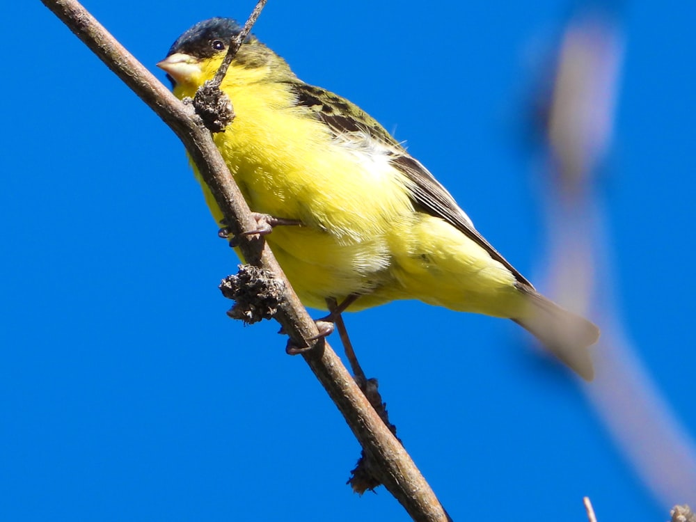 a small yellow bird perched on a tree branch