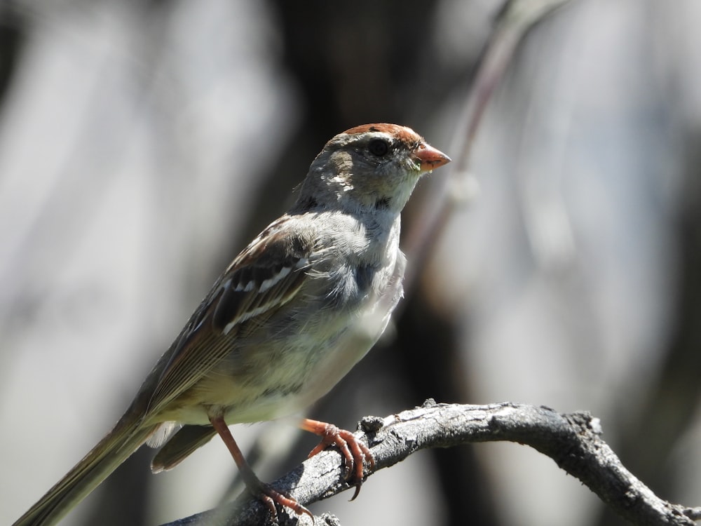 a small bird perched on a tree branch