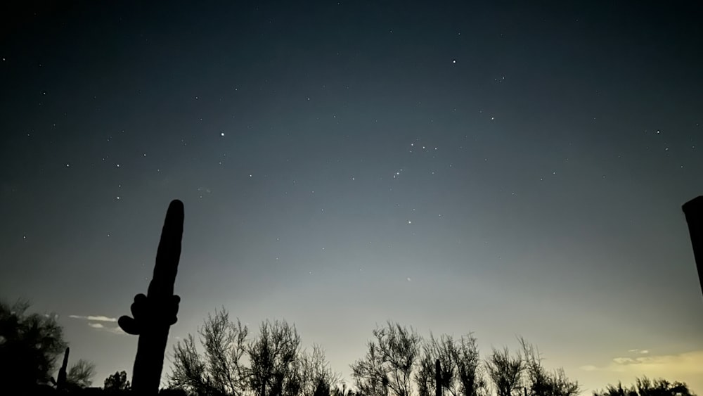 a night sky with stars and a cactus