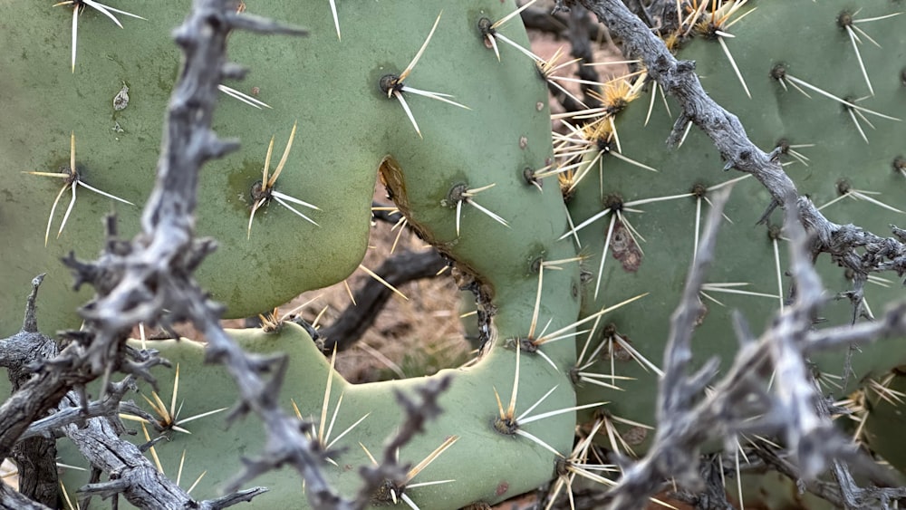 a close up of a cactus with many spikes