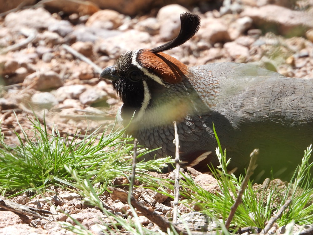 a close up of a bird on a rocky ground