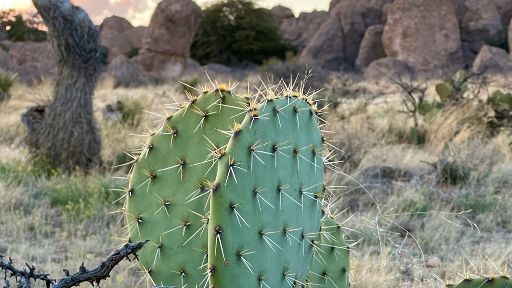 a cactus in a field with rocks in the background