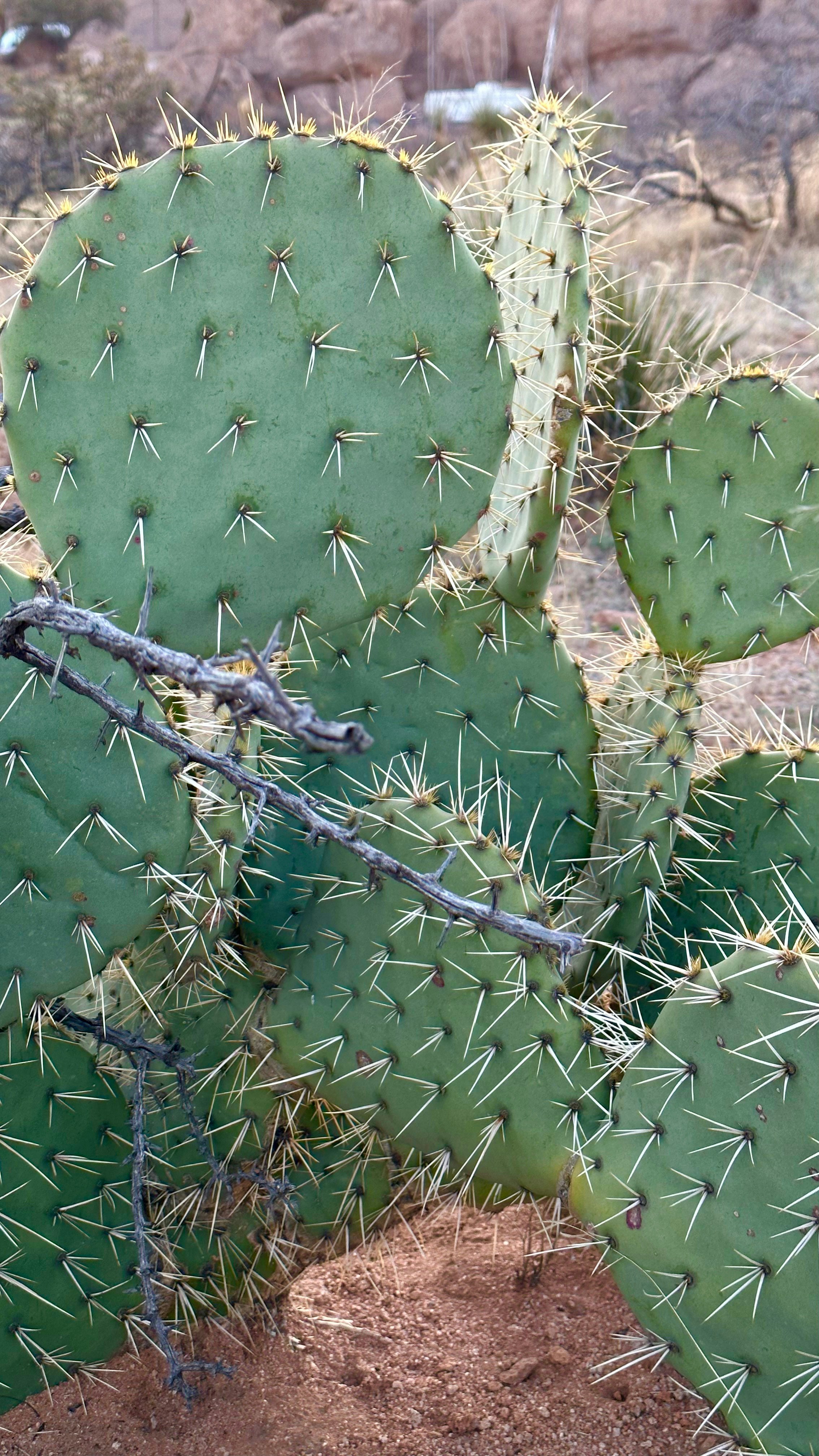 un cactus verde con un tallo largo y delgado