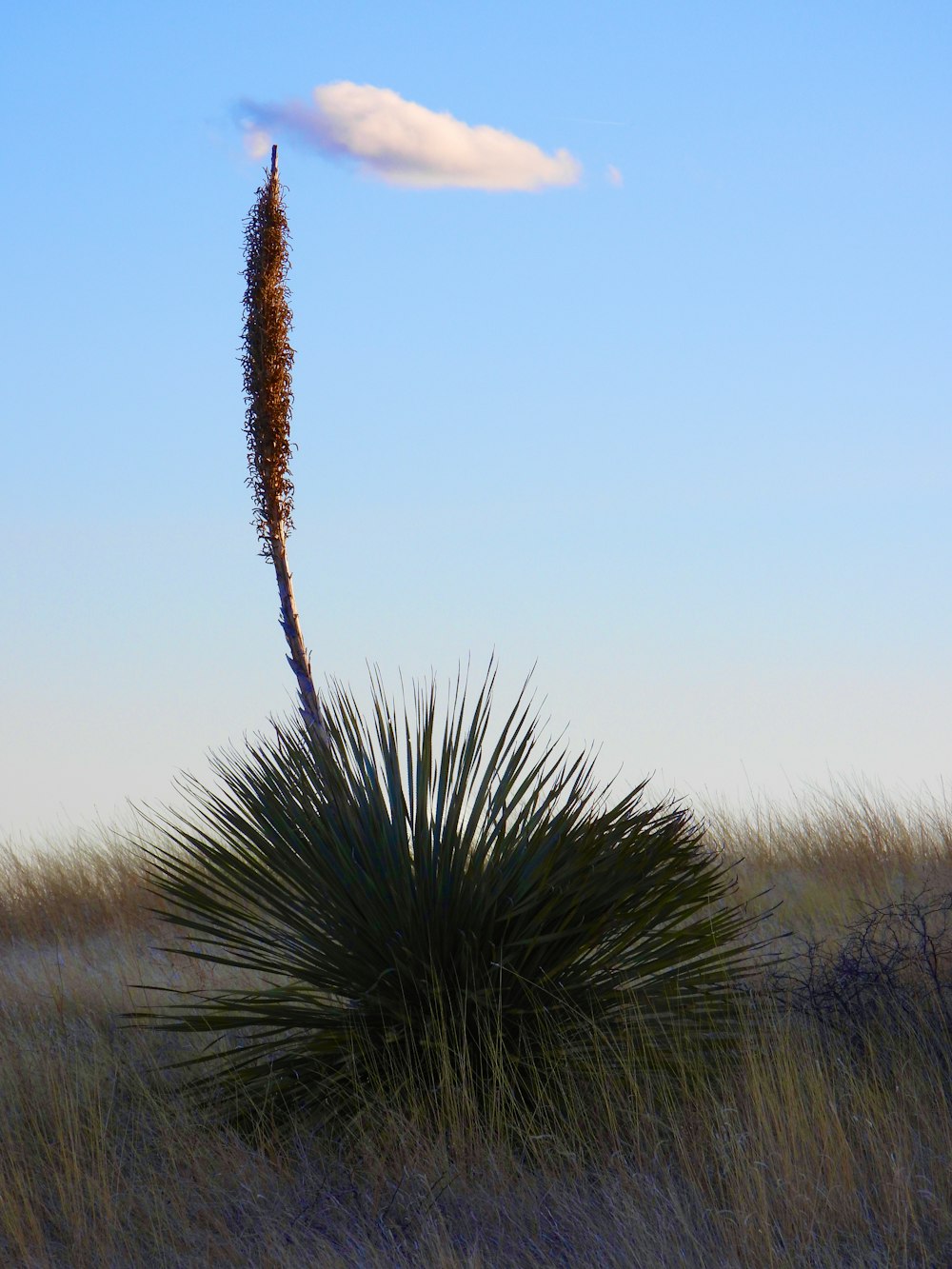 a plant in a field with a cloud in the sky