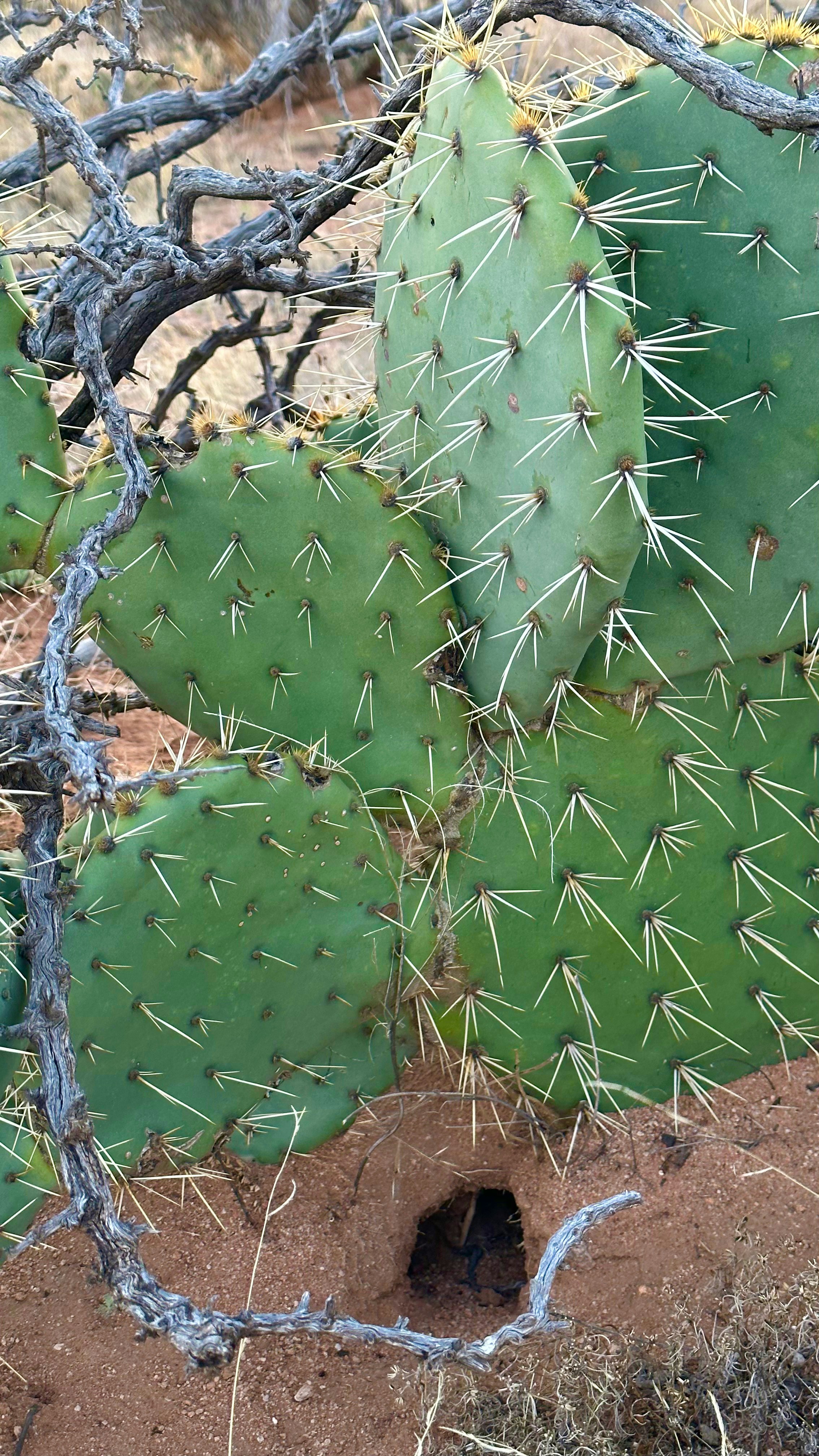un cactus avec un trou au milieu
