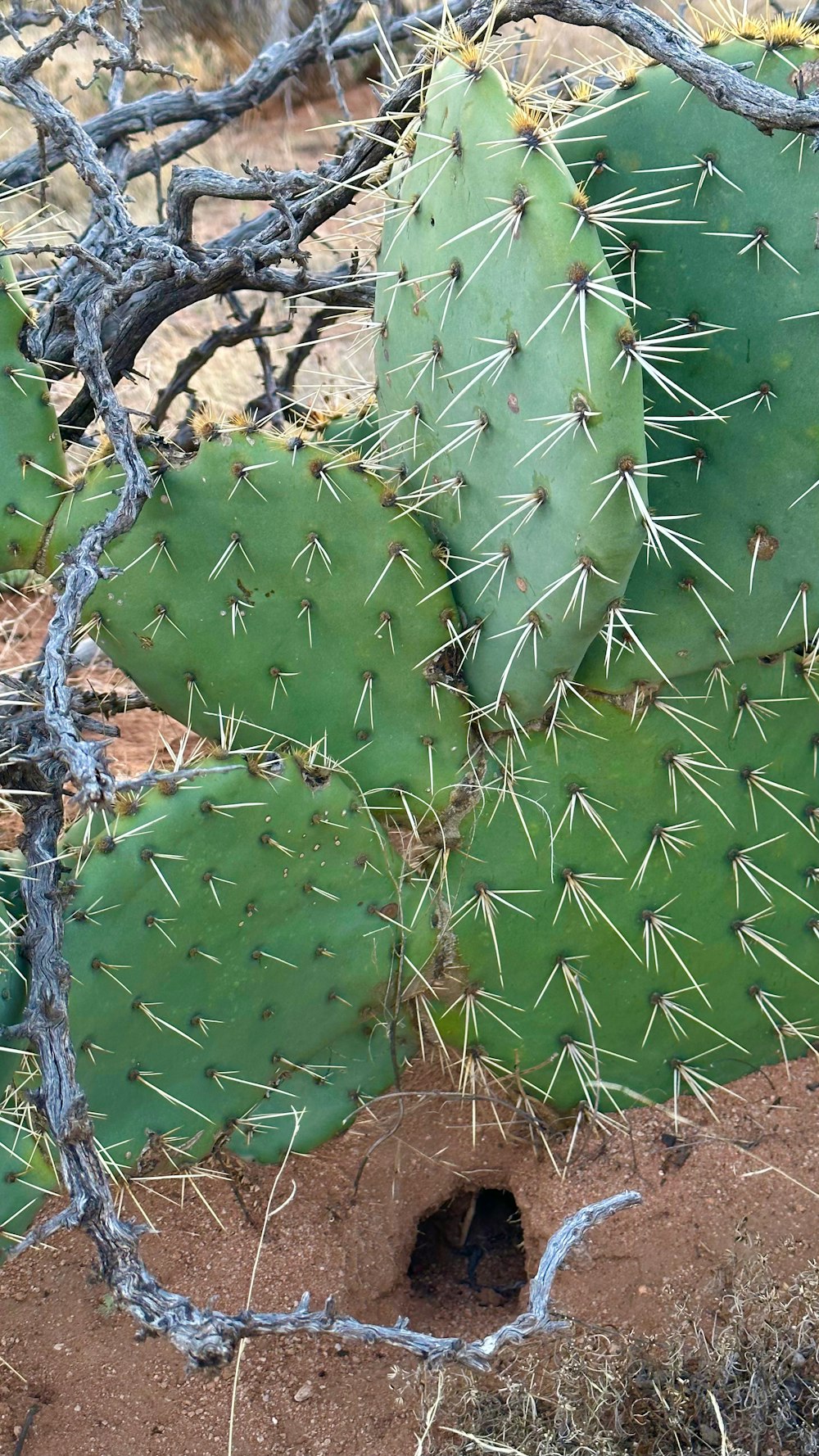 un cactus con un agujero en el medio