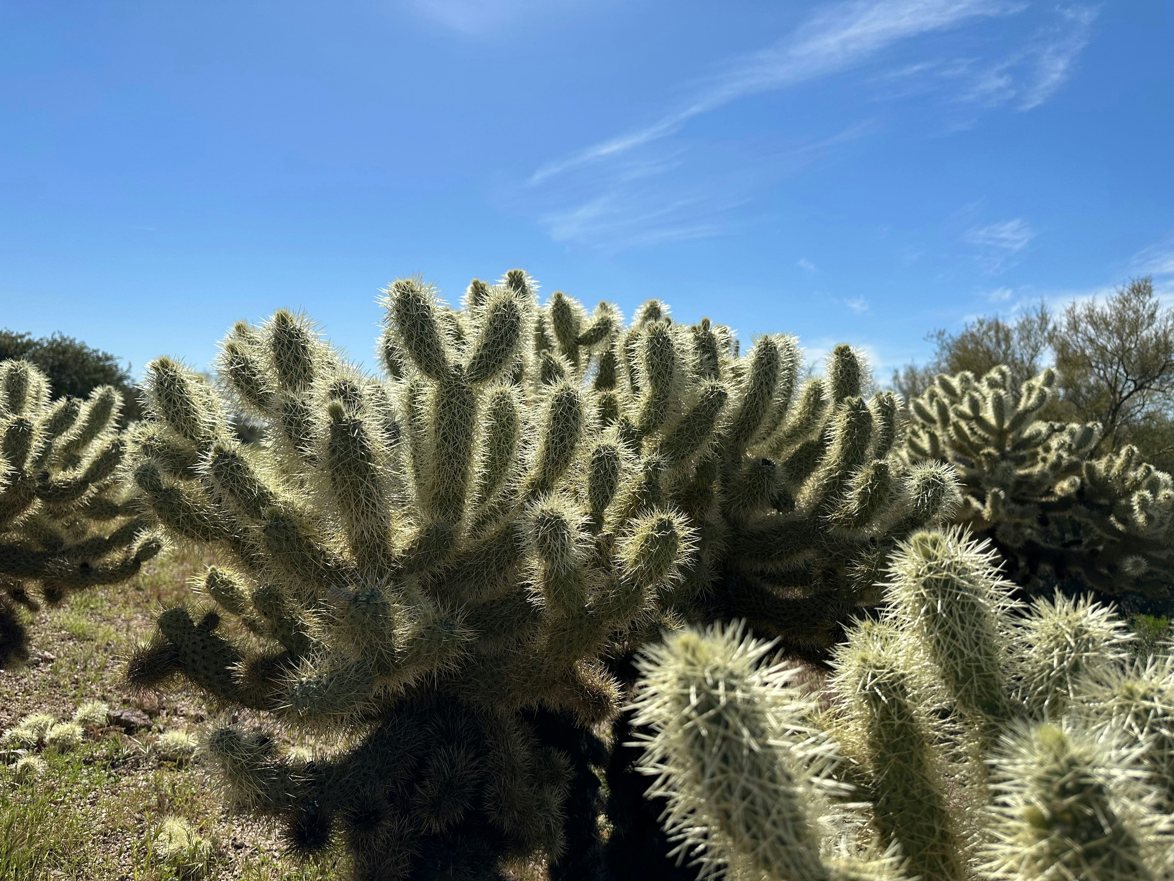 Un gran grupo de plantas de cactus en un campo
