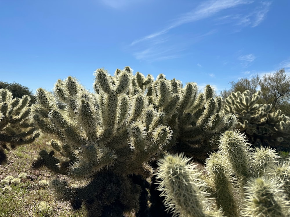 a large group of cactus plants in a field