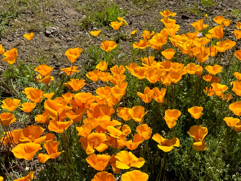 a field full of yellow flowers in the grass