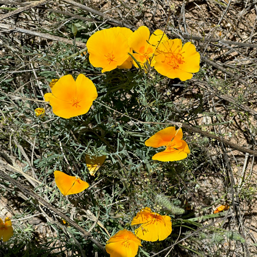 a group of yellow flowers in a field