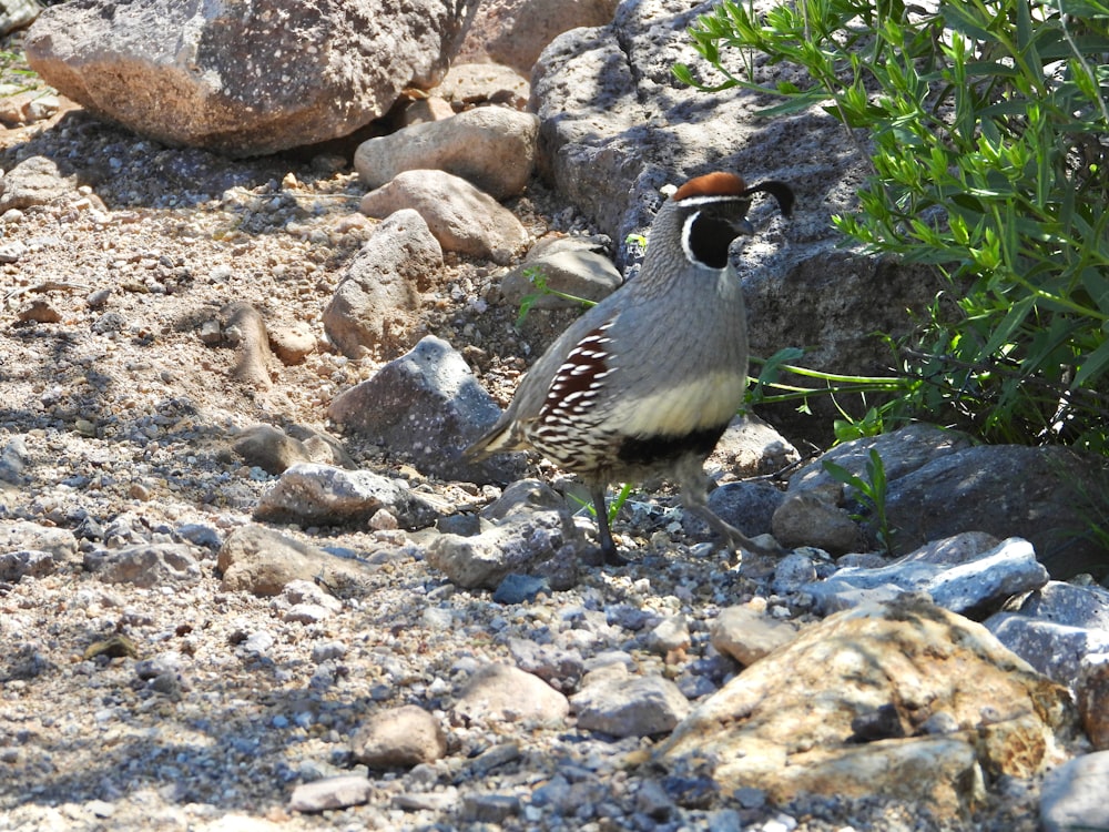 a bird standing on a rocky ground next to a bush