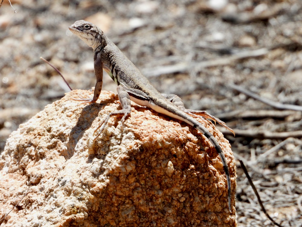 a lizard sitting on top of a rock