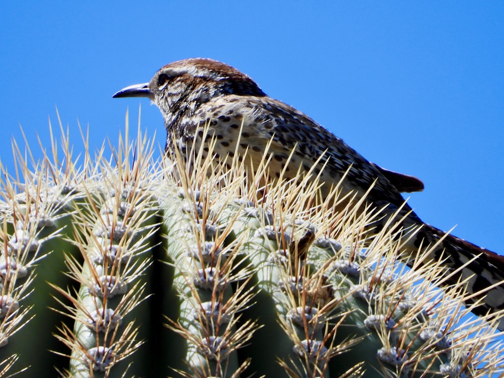 a bird is perched on top of a cactus