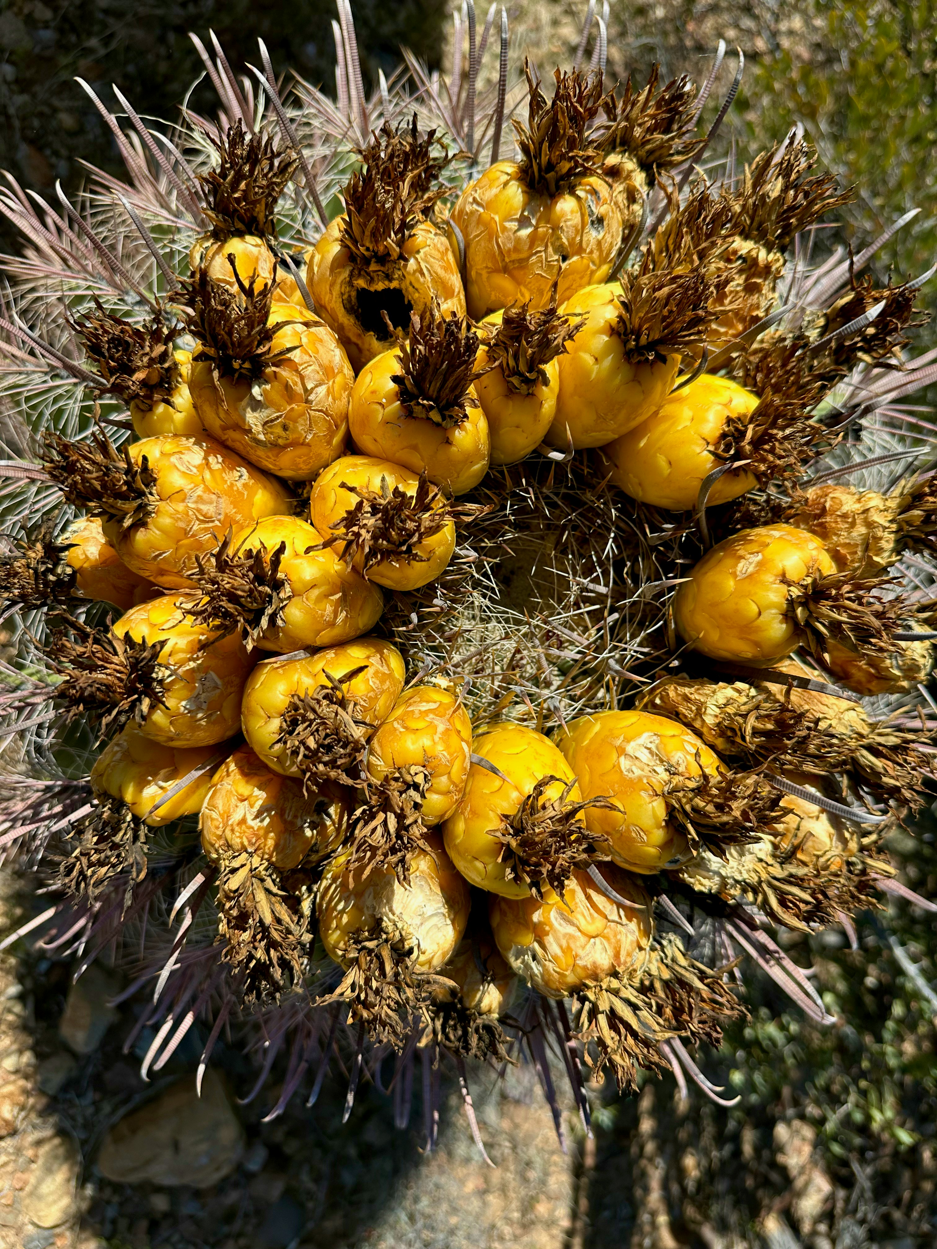 Un primer plano de un racimo de fruta en un árbol