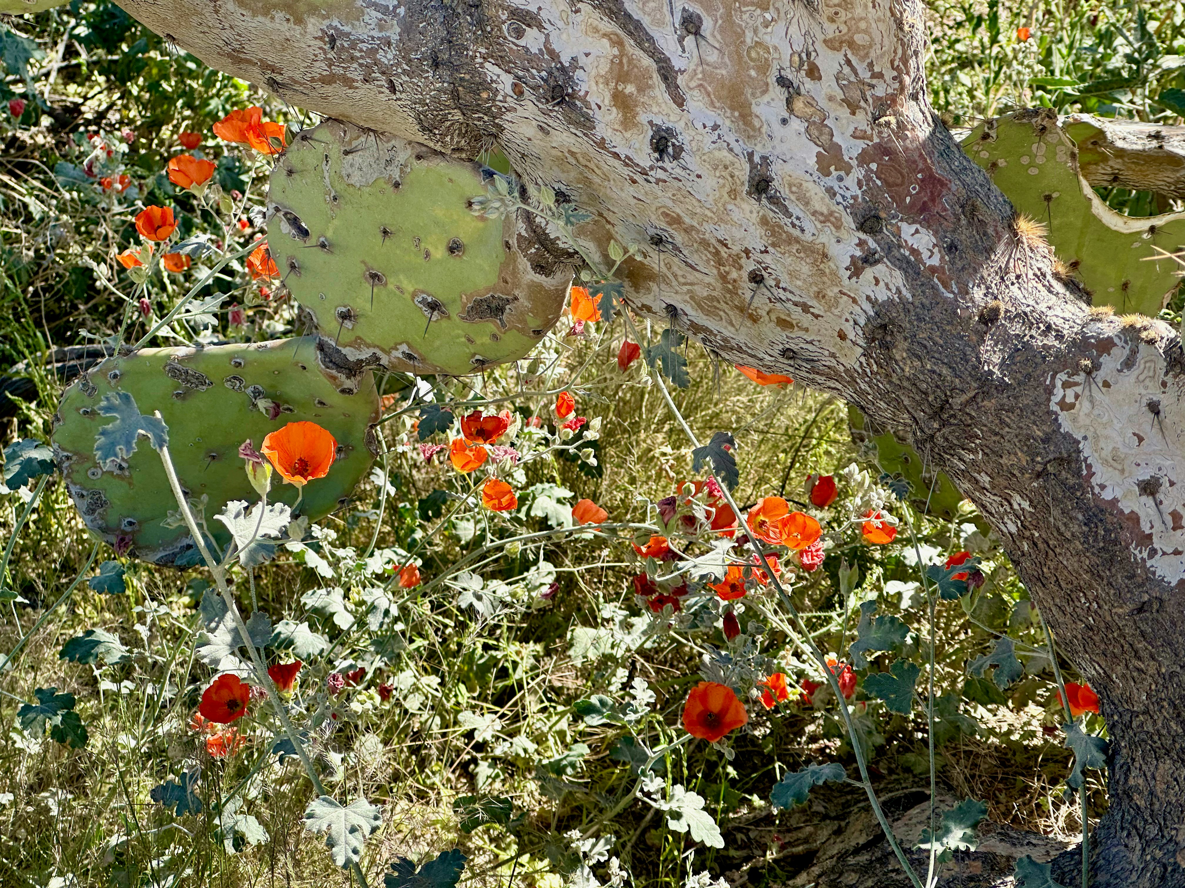 un árbol de cactus con flores rojas que crecen en primer plano