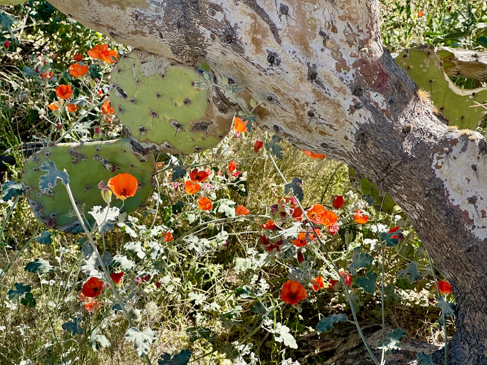 a cactus tree with red flowers growing in the foreground