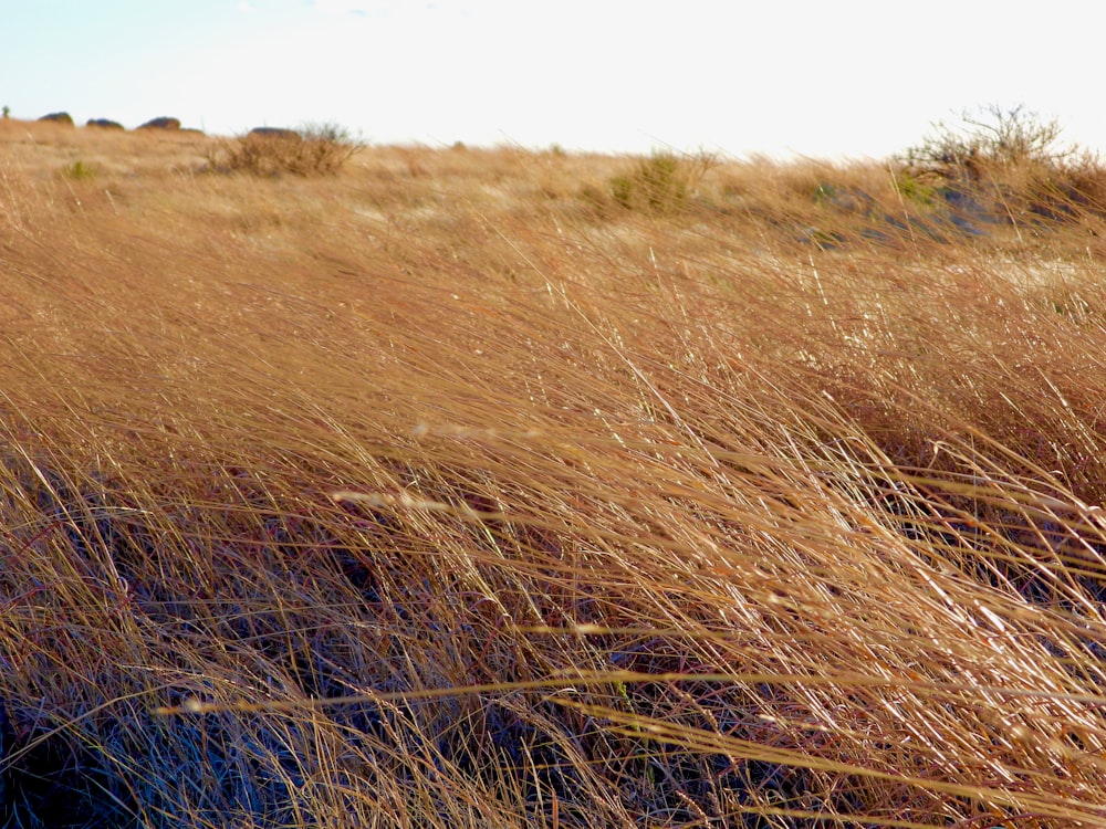 a field of tall brown grass with a blue sky in the background