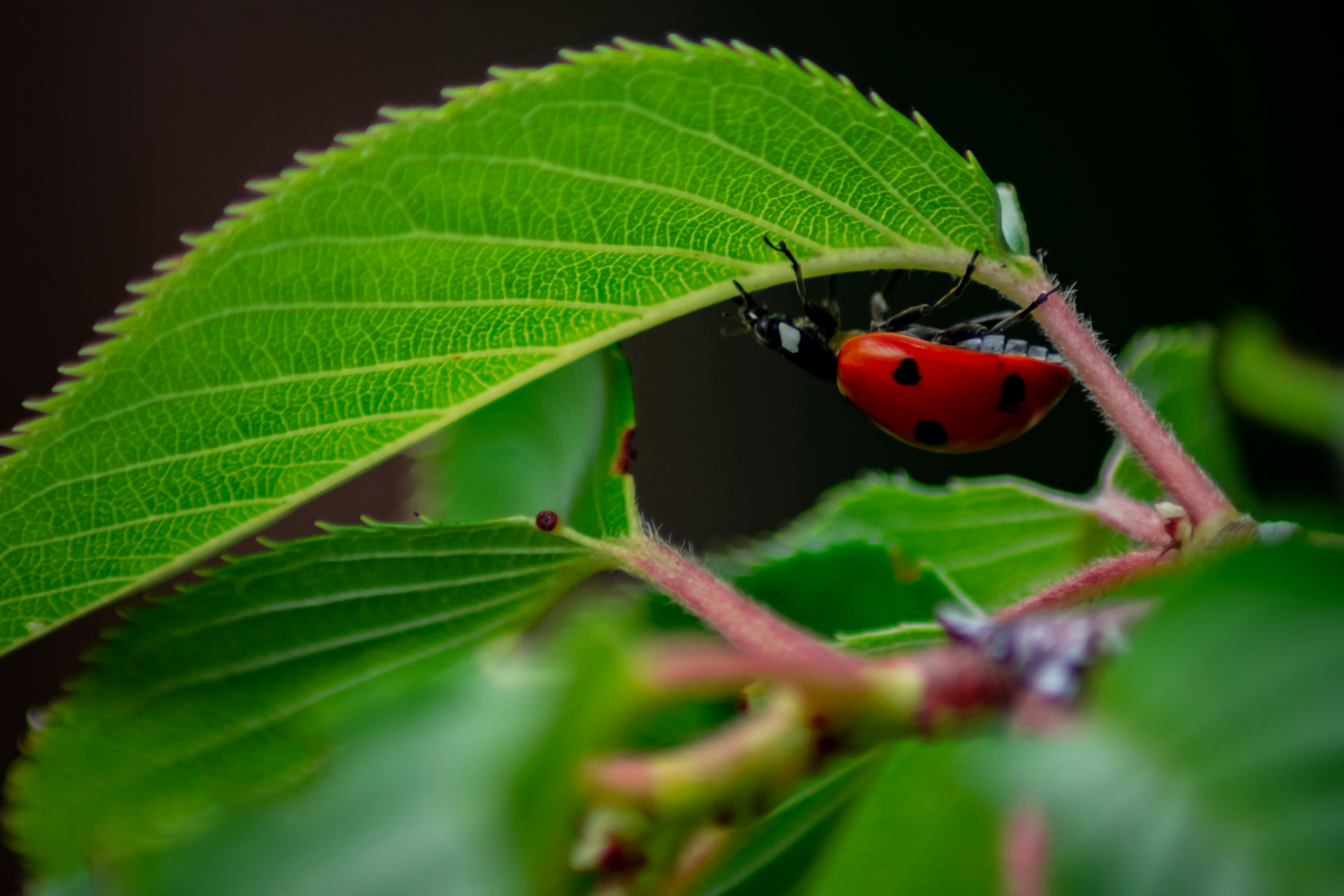 A lady bug sitting on top of a green leaf photo – Free Flower Image on ...