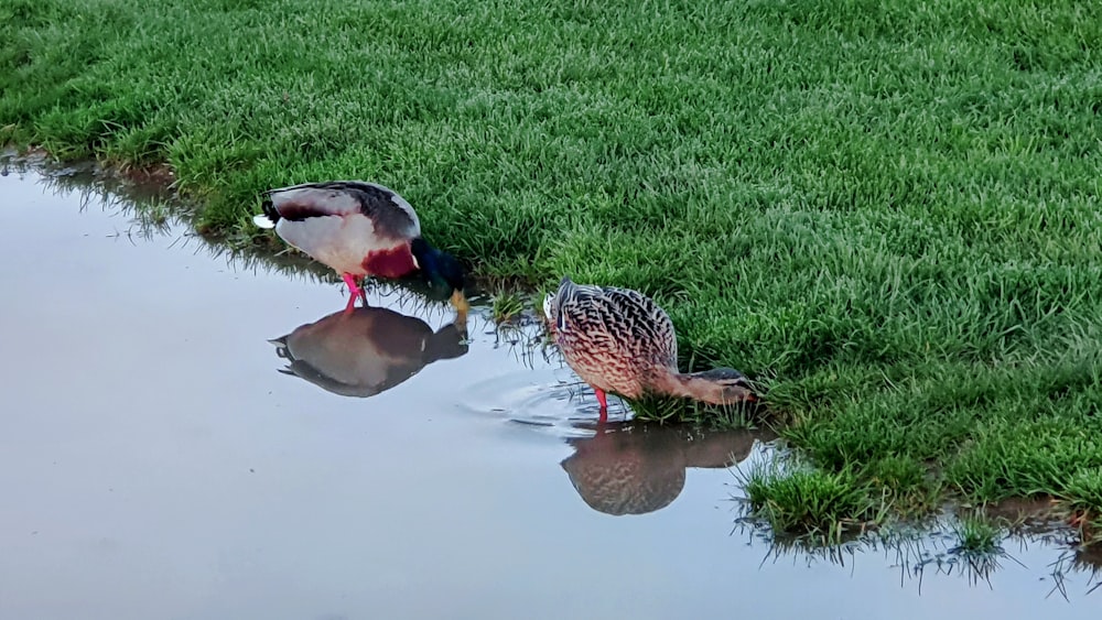 a couple of birds that are standing in the grass