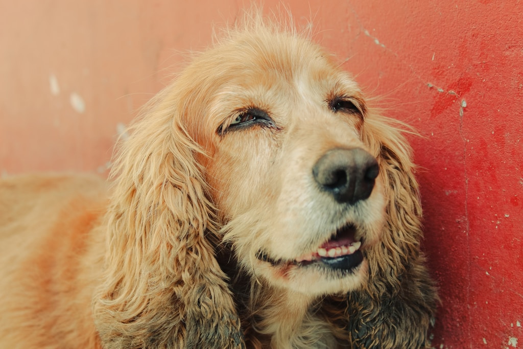 a close up of a dog near a wall