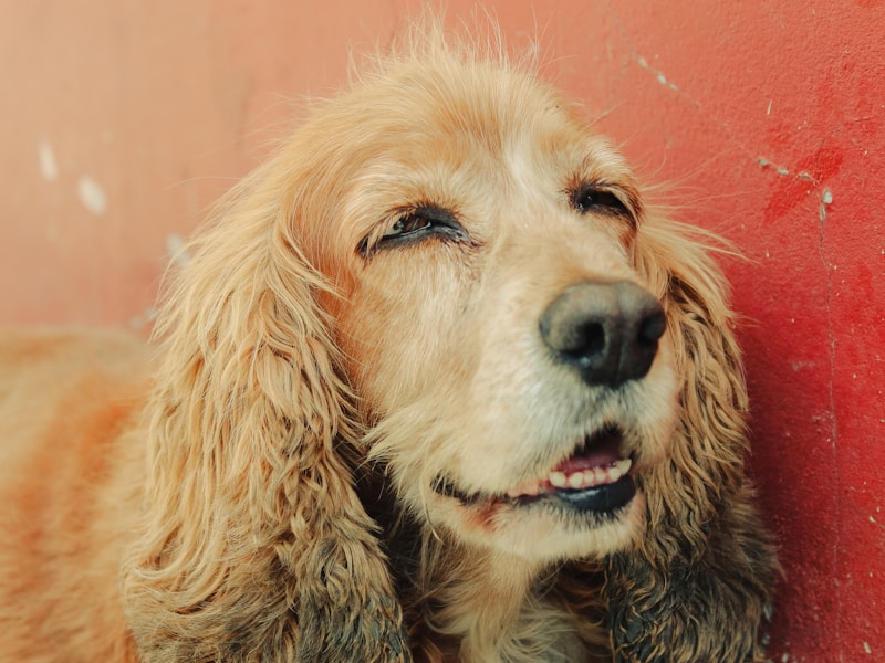 a close up of a dog near a wall