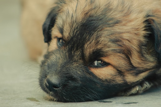 a brown and black dog laying on the ground