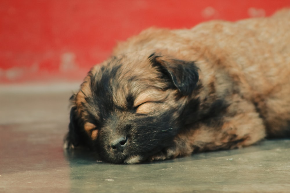 a small dog sleeping on the floor next to a red wall