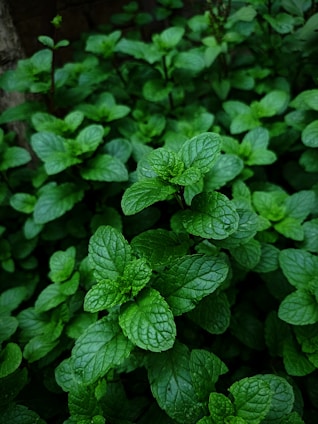 a close up of a plant with green leaves