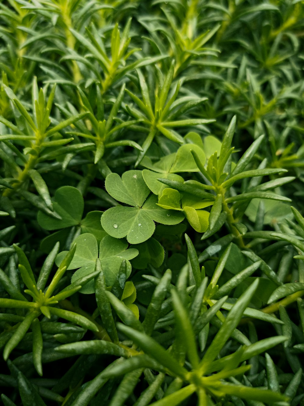 a close up of a green plant with leaves