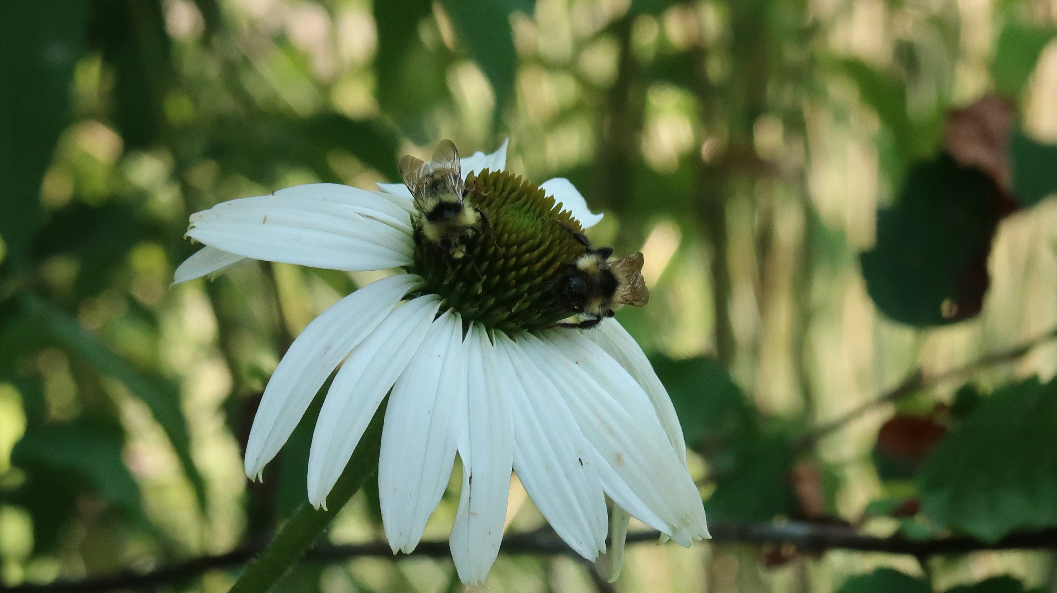 two bees on a white flower with green leaves