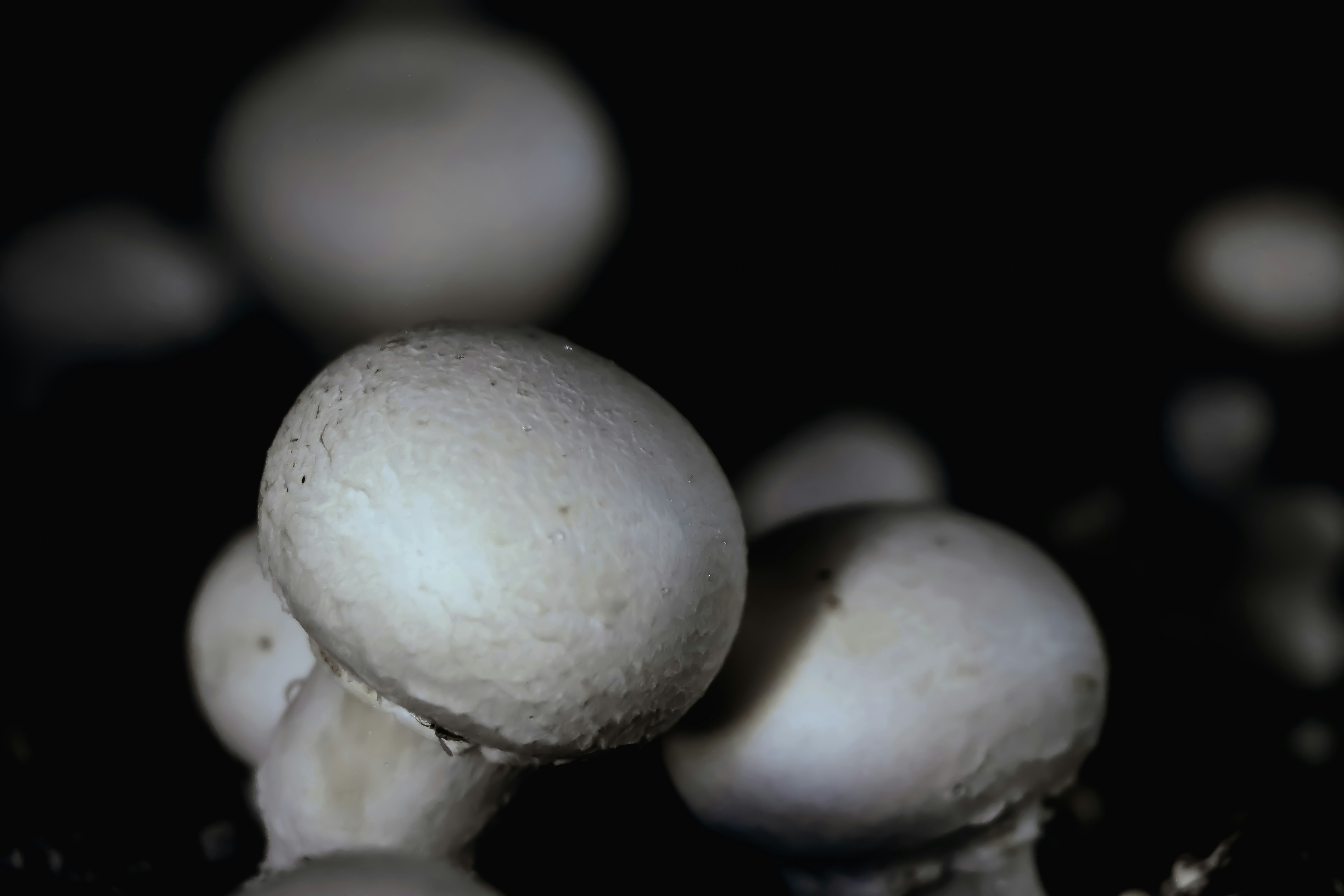 Fresh Oyster Mushrooms