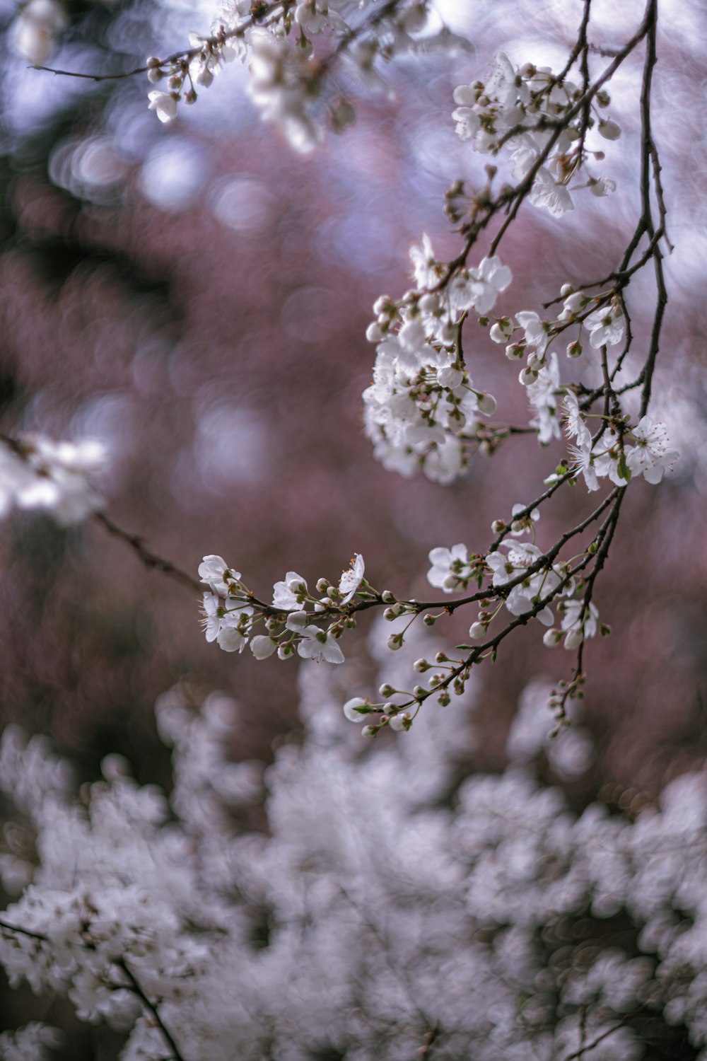 a close up of a tree with white flowers