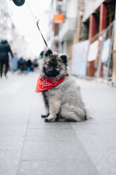 a small dog with a red bandana sitting on a sidewalk