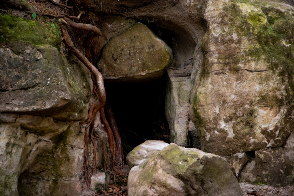 a large rock with a tree growing out of it