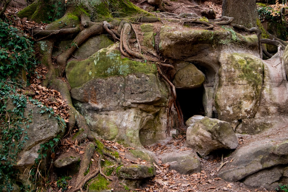 a cave in the middle of a forest