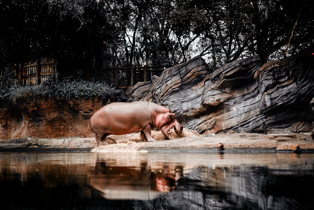 a hippopotamus standing in the water at a zoo