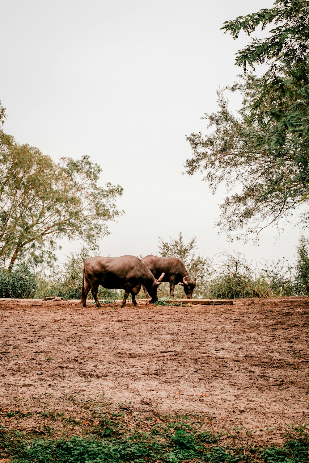 a couple of elephants standing on top of a dirt field