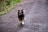 a brown and white dog running down a dirt road
